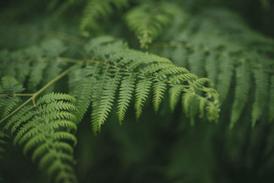 Close-up of fern