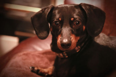 Close-up portrait of black dog sitting at home