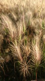 Close-up of crops growing on field