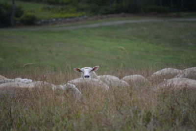 Sheep on field