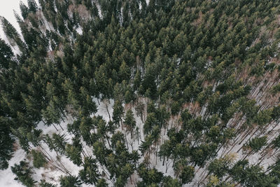 Pine trees in forest during winter