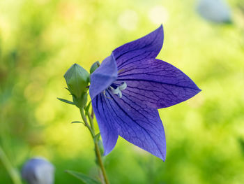 Close-up of purple flowering plant