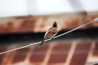 Close-up of bird perching on fence