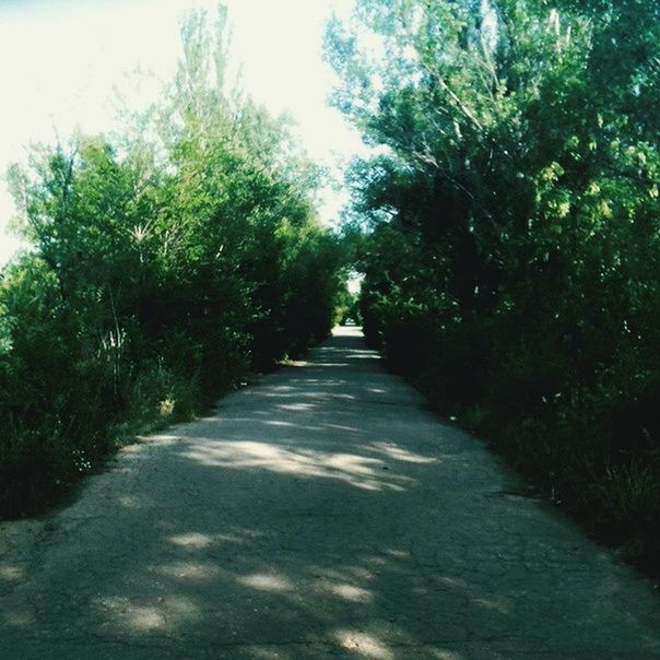 tree, the way forward, diminishing perspective, vanishing point, growth, tranquility, green color, nature, tranquil scene, footpath, road, beauty in nature, sunlight, day, transportation, outdoors, sky, long, no people, scenics