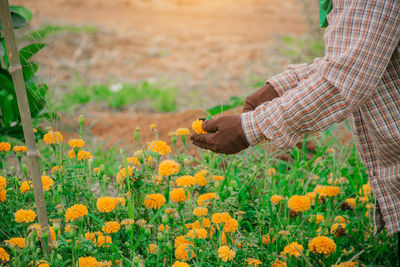 Midsection of person harvesting marigold