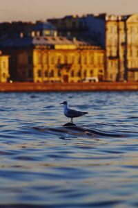 Seagull flying over city