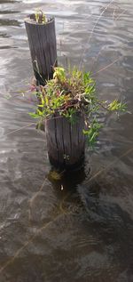 Potted plant by lake