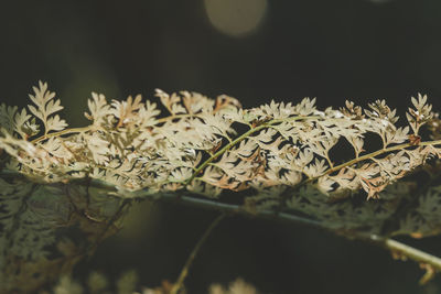 Close-up of flowers on leaves