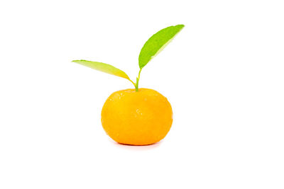 Close-up of orange fruit against white background