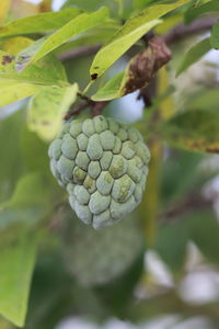 Close-up of berries growing on tree