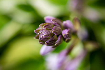 Close-up of purple flowering plant