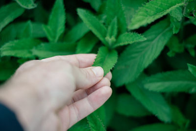 Close-up of hand holding leaves