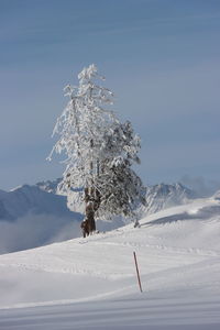 Tree on snow covered mountain against sky