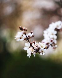 Close-up of white cherry blossom tree