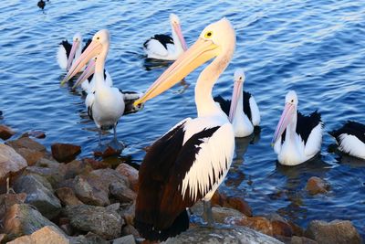 Birds in lake