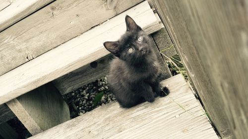 Cat sitting on wooden plank