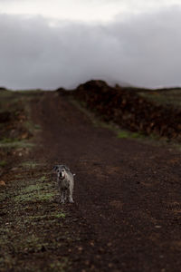 Close-up of squirrel on field