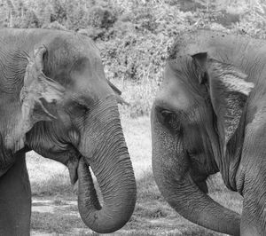 Elephant in a field