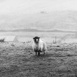 Portrait of dog standing on land