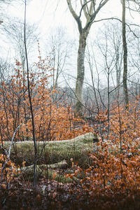 Close-up of bare trees in forest during winter