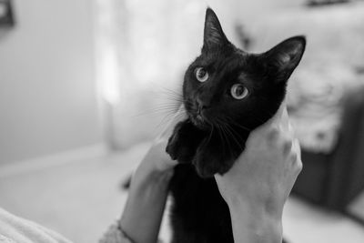 Close-up of hand holding cat at home