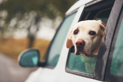 Close-up portrait of dog in car