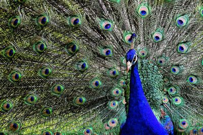 Close-up of peacock feathers