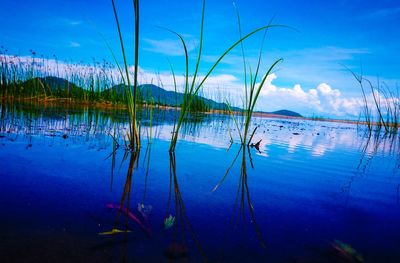 Scenic view of lake against blue sky