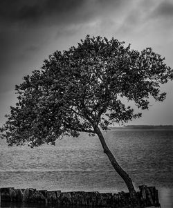 Tree branch by sea against sky