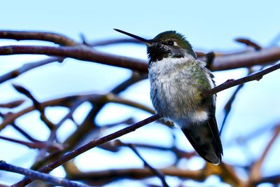 bird