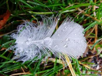 Close-up of plant against blurred background