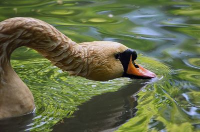 Close-up of swan swimming in lake