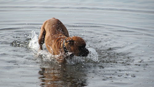 Dog splashing in water