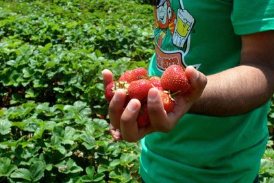 Close-up of woman holding strawberries