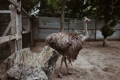 View of bird in zoo