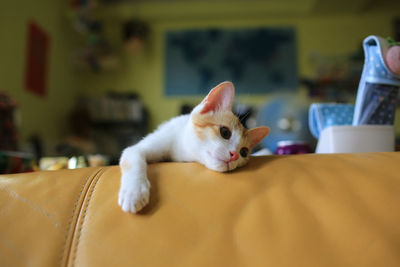 Close-up portrait of cat