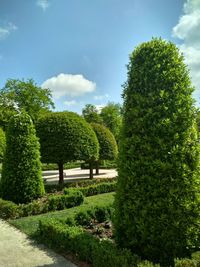 Trees and plants in park