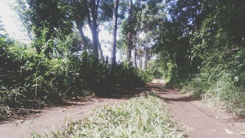 Trees in forest