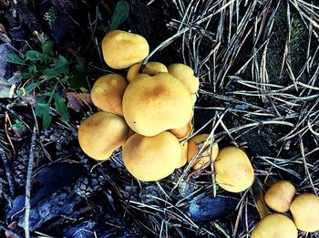 Close-up of mushrooms