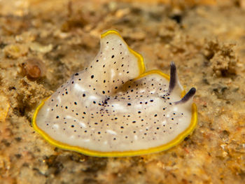 Close-up of crab in sea