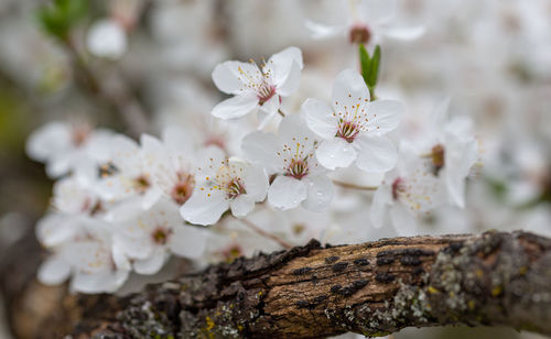 Close-up of white cherry blossoms in spring