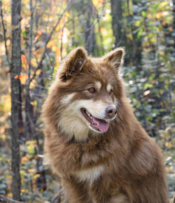 Close-up of dog