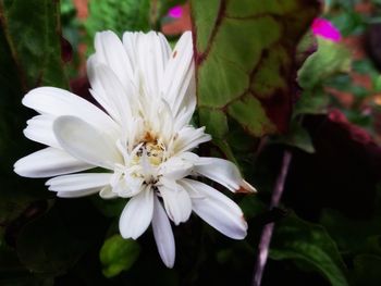 Close-up of white flowering plant