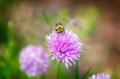 Close-up of bee pollinating on purple flower