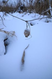 Close-up of snow covered plant