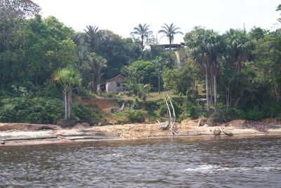 Scenic view of palm trees on beach