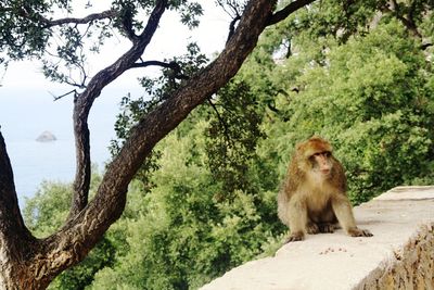 Monkey sitting on tree against sky