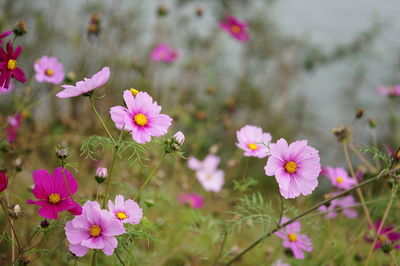 Close-up of pink cosmos flowers