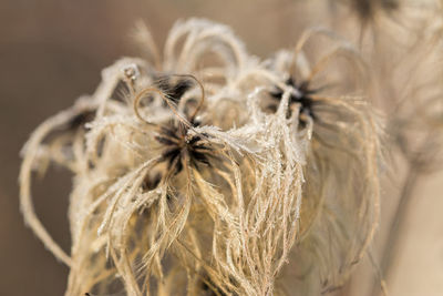 Close-up of dried plant