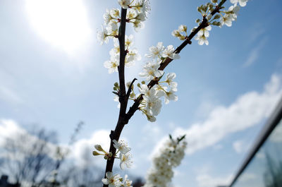 Low angle view of flowers blooming in park